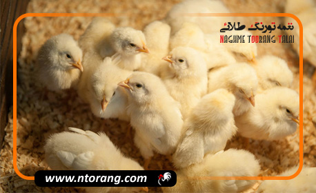 فروش جوجه گوشتی در استان قم